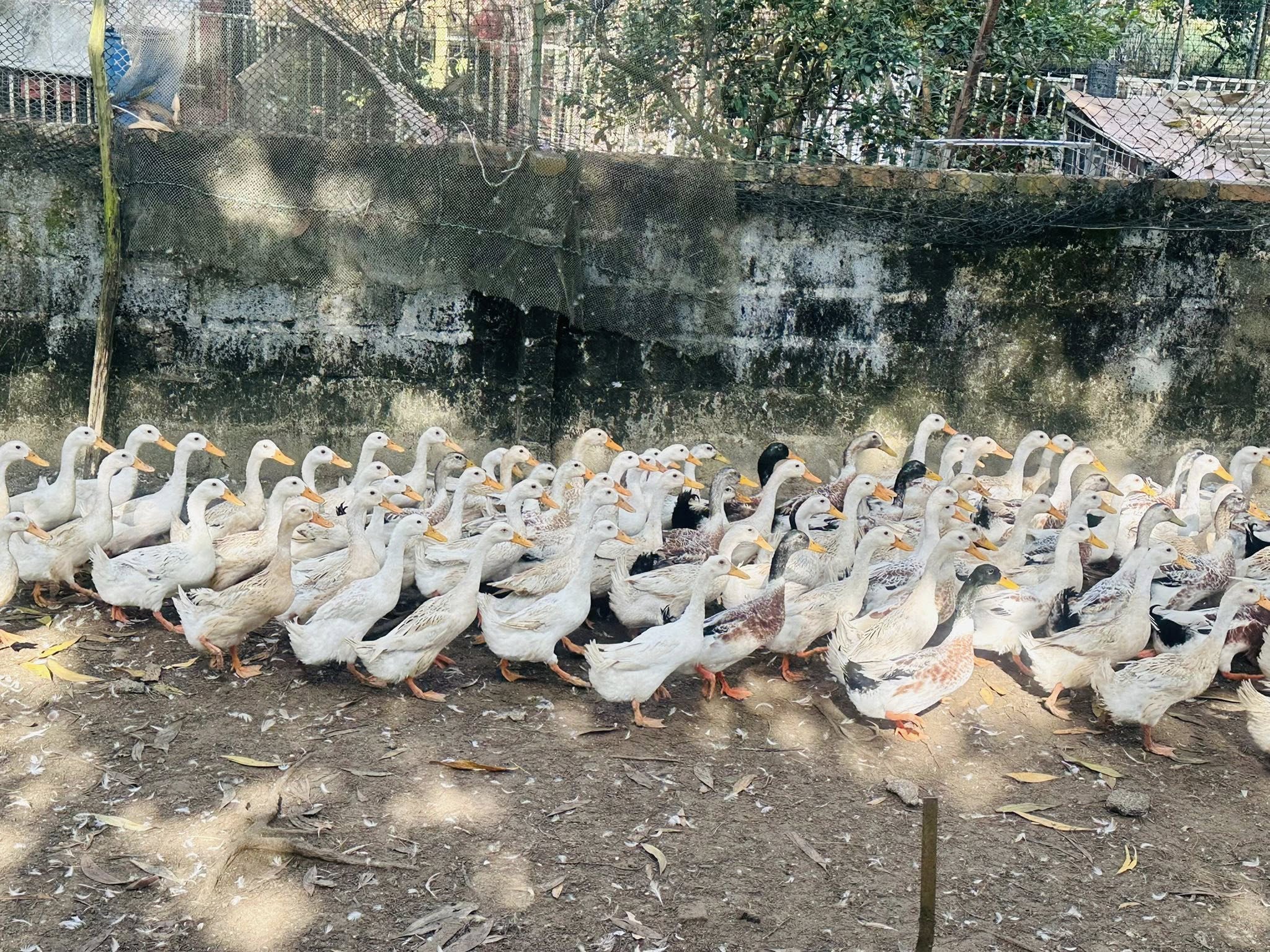 Duck Stop Leader and Organic Farm